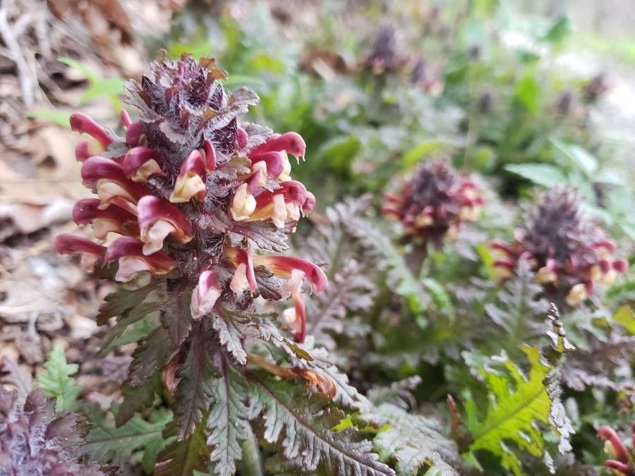 Pedicularis canadensis flower
