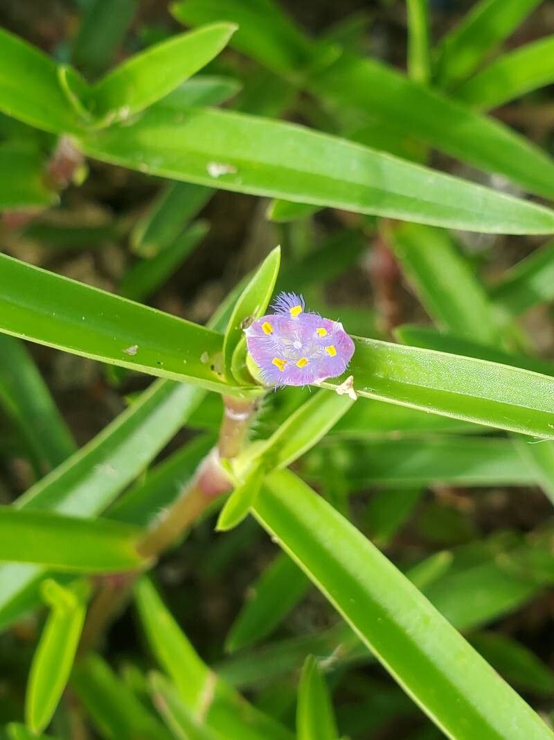 Cyanotis lanata flower