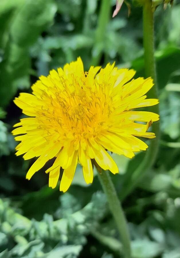 Chondrilla taraxacum flower