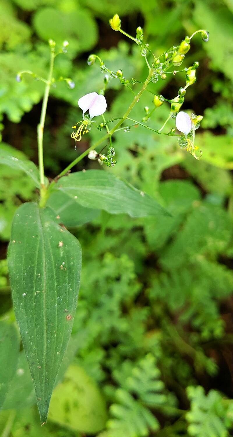 Aneilema umbrosum habit