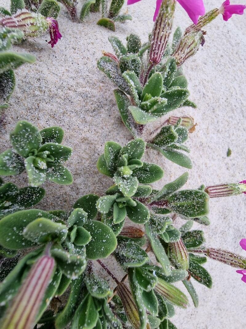 Silene littorea leaf