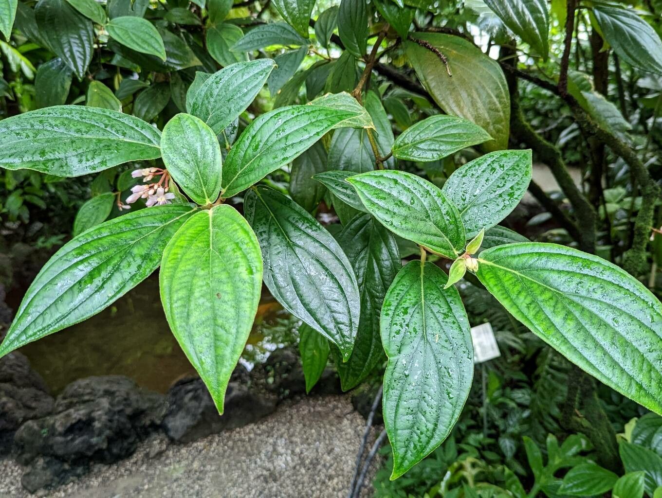 Medinilla venosa leaf