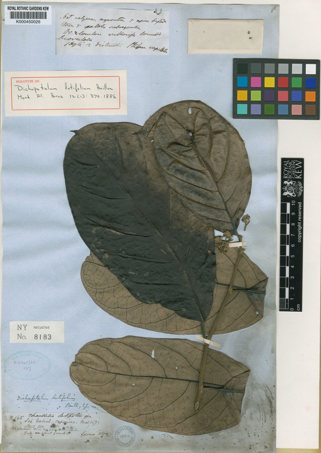 Dichapetalum latifolium leaf