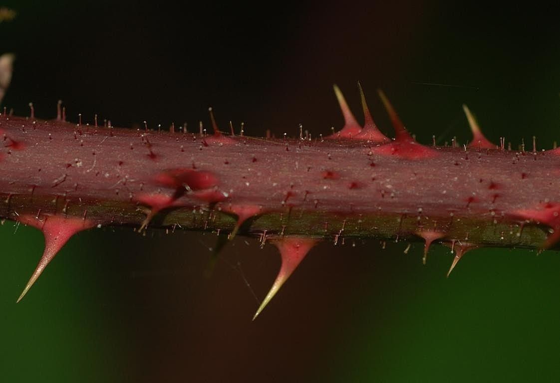 Rubus subcordatus bark