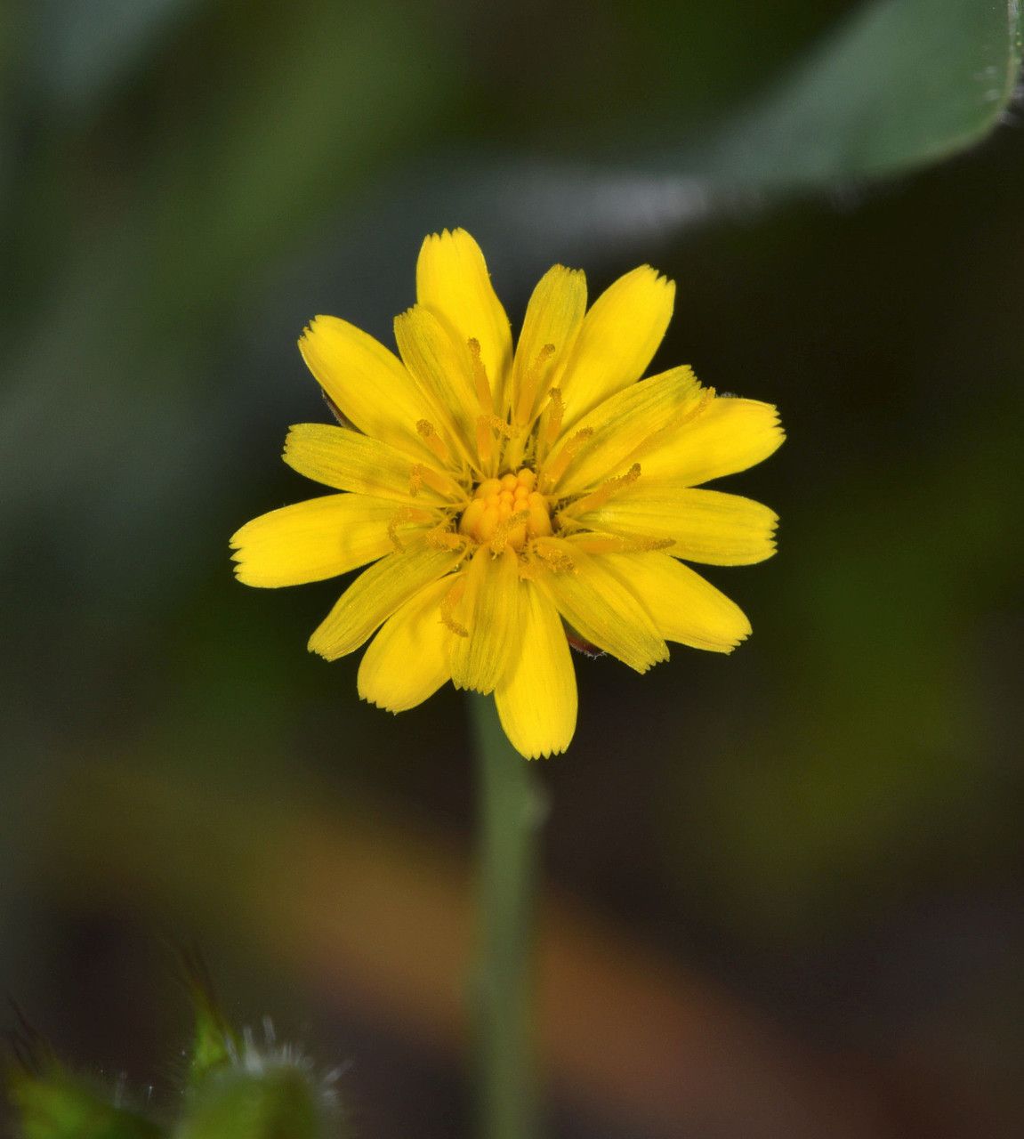 Microseris douglasii flower