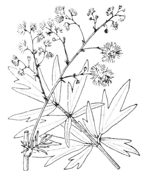 Thalictrum × timeroyi other