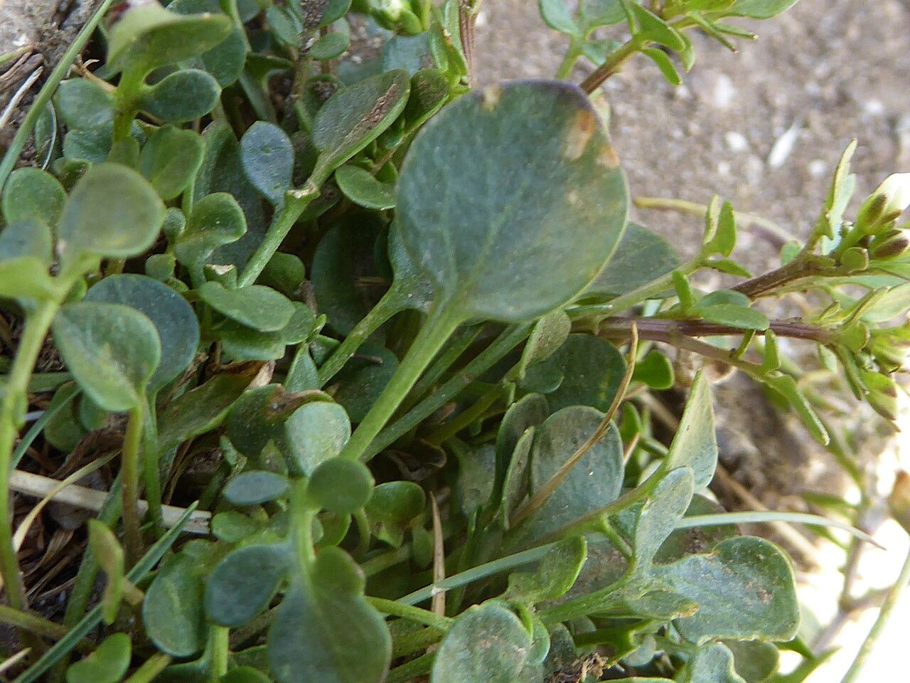 Cardamine resedifolia leaf