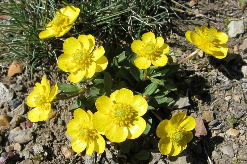 Ranunculus glaberrimus habit