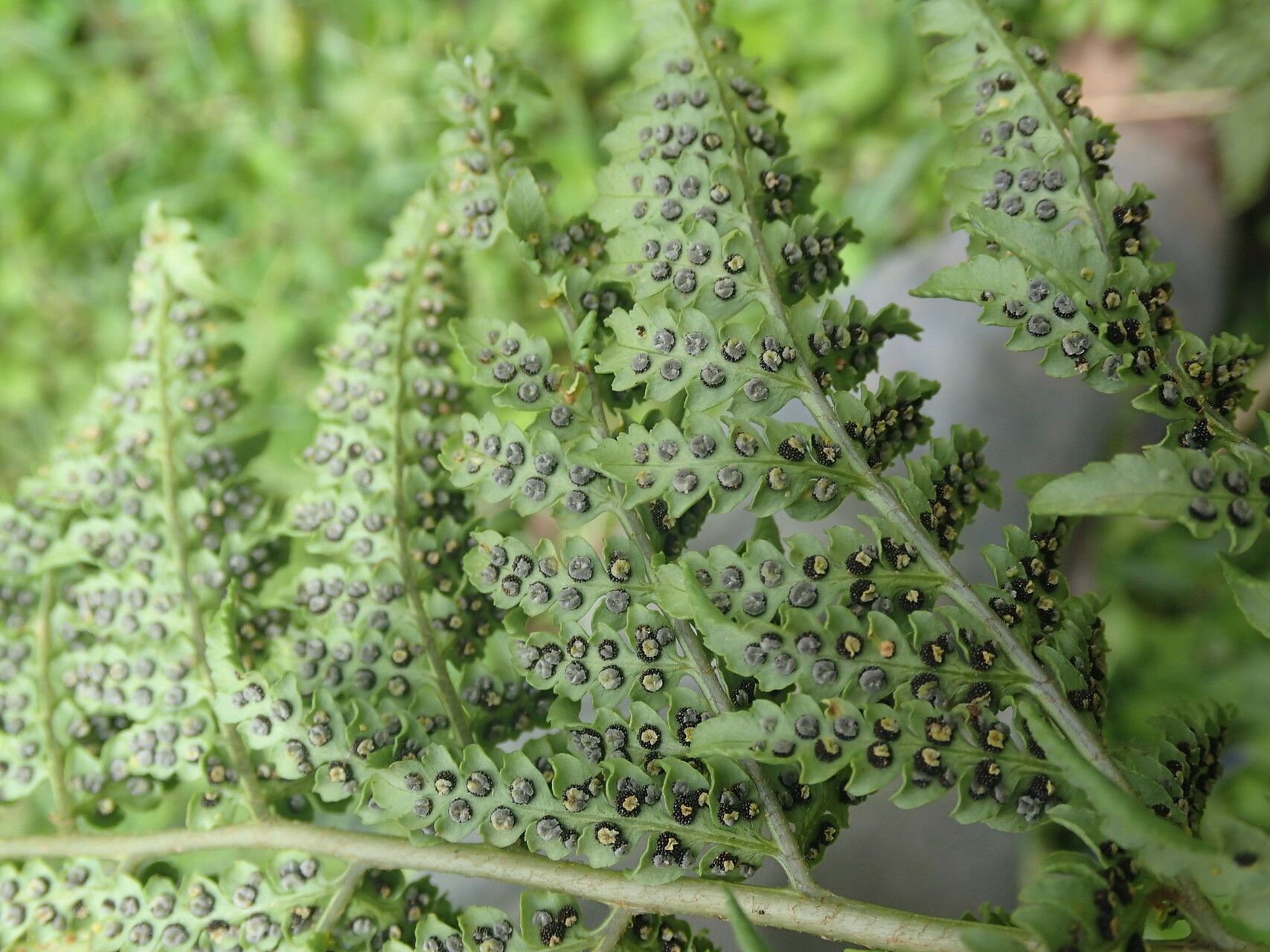 Dryopteris athamantica leaf