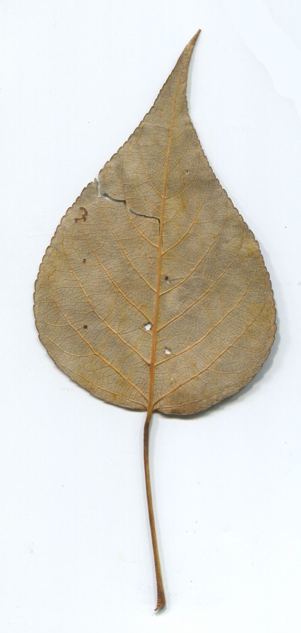 Populus yunnanensis — search result for 'Salicaceae'
