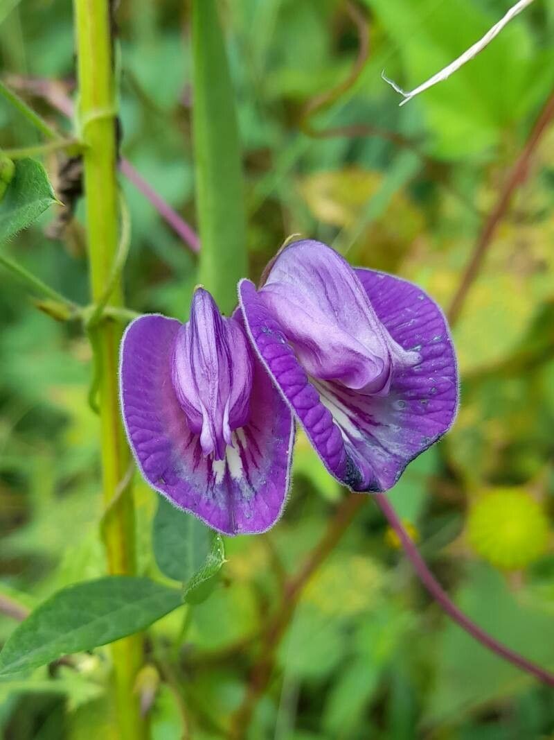 Clitoria cordobensis flower