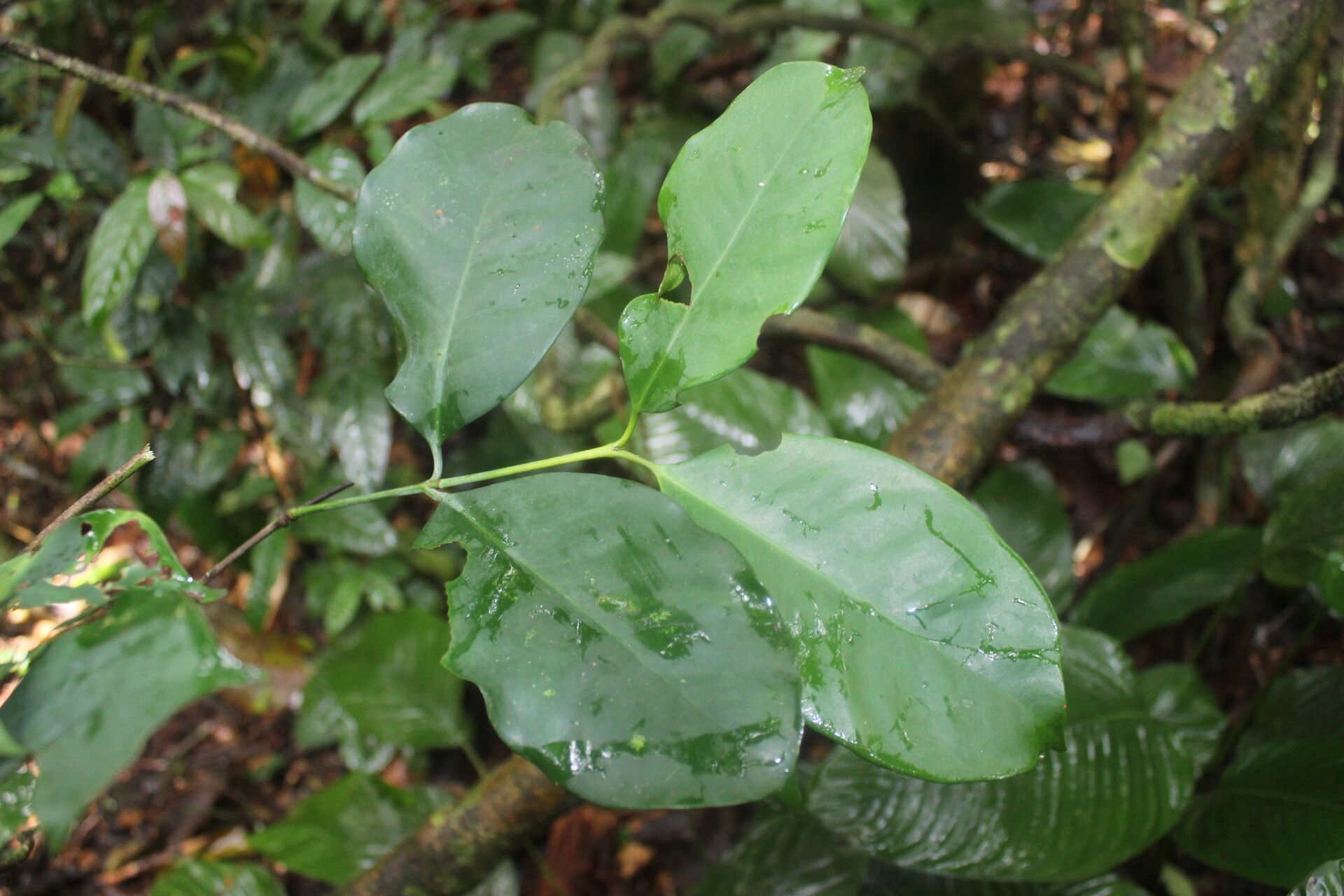 Garcinia preussii — houseplant care guide