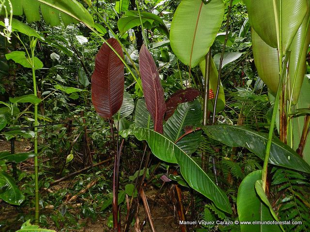 Pleiostachya pruinosa leaf