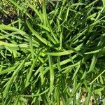 Hemerocallis lilioasphodelus