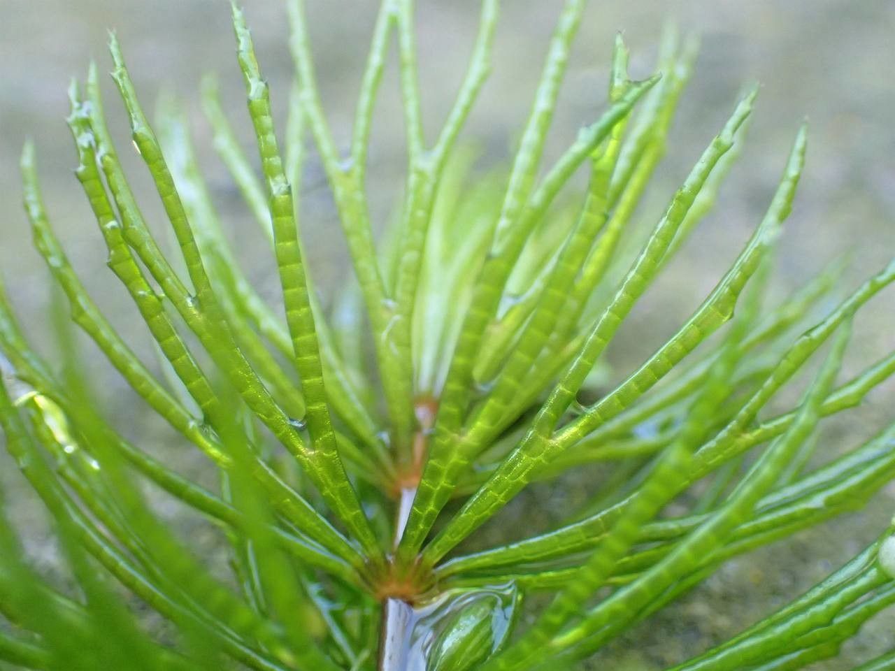 Ceratophyllum demersum