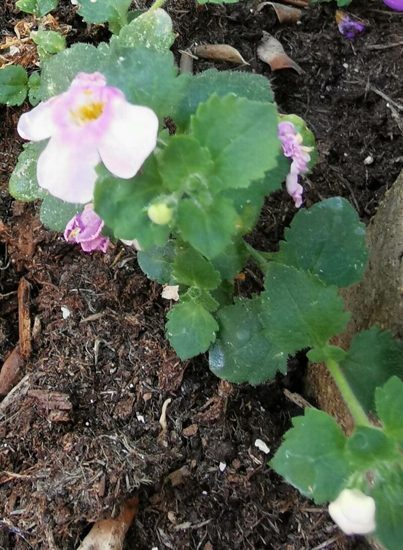 Sutera cordata other