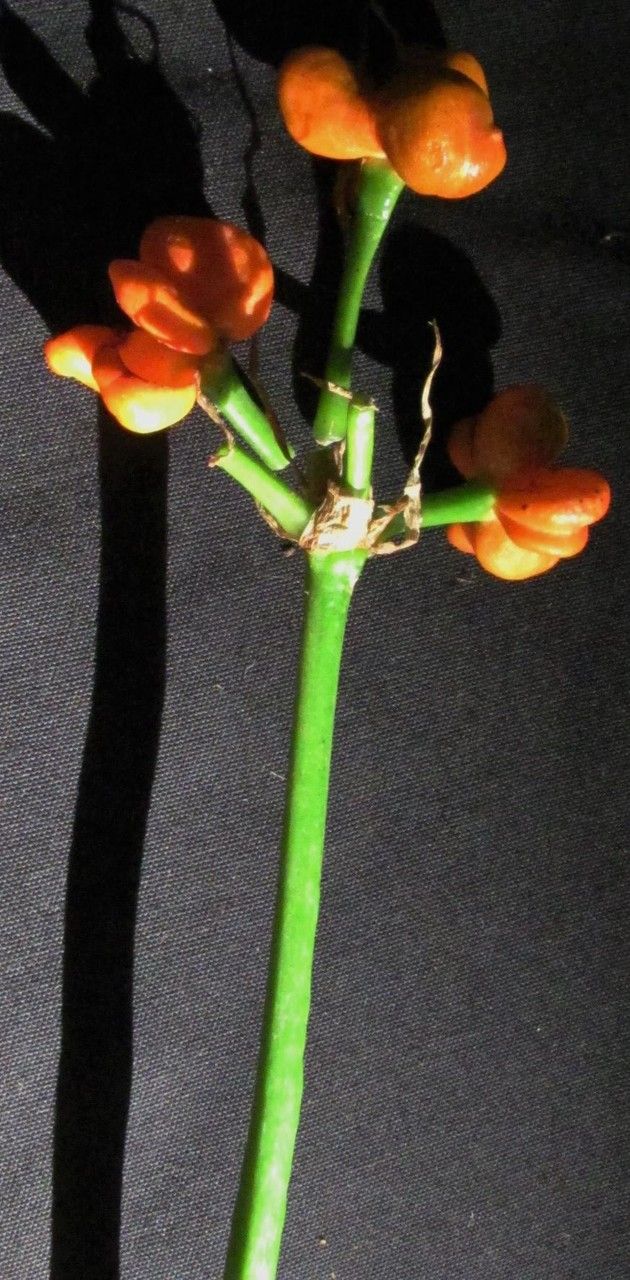 Urceolina bouchei — related species from the same genus