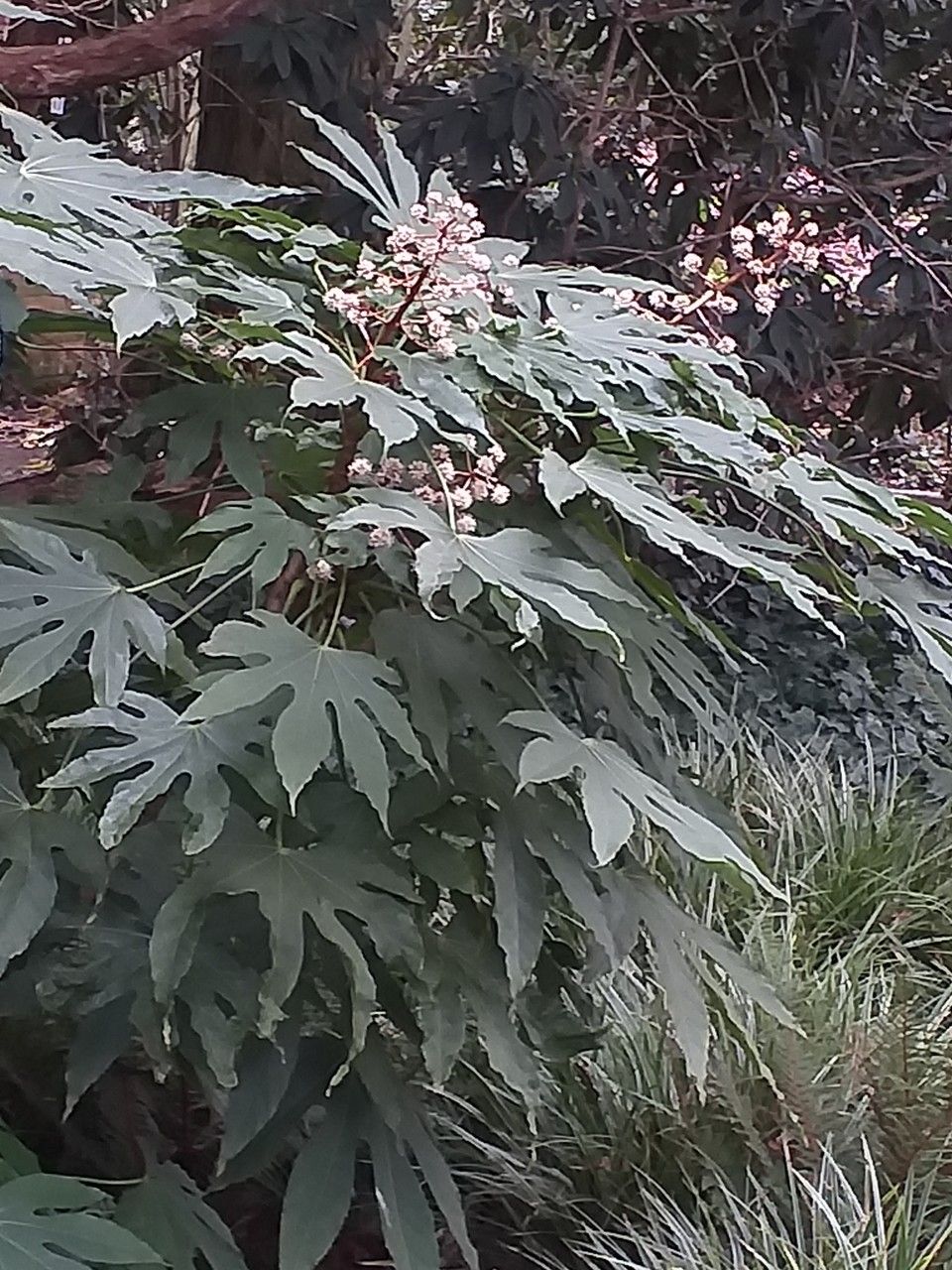 Fatsia polycarpa flower