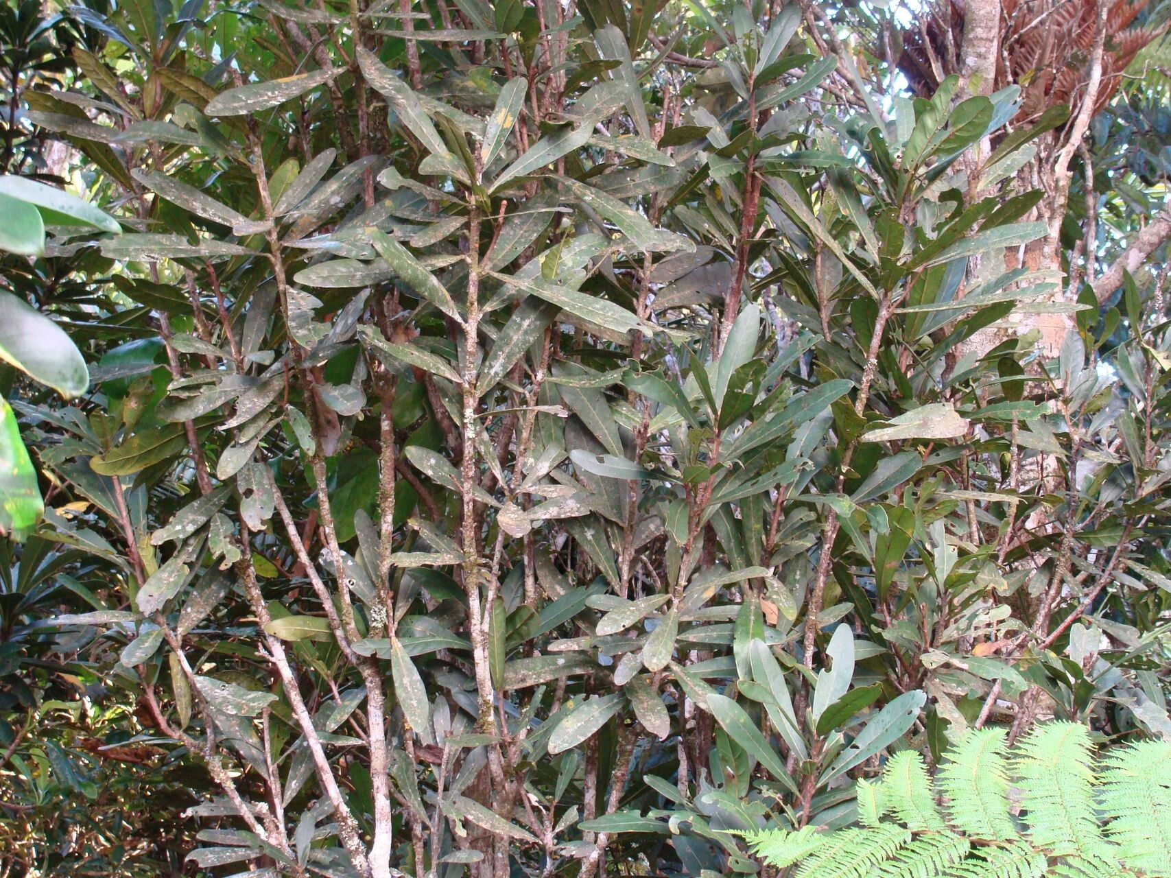 Acropogon aoupiniensis — related species from the same genus