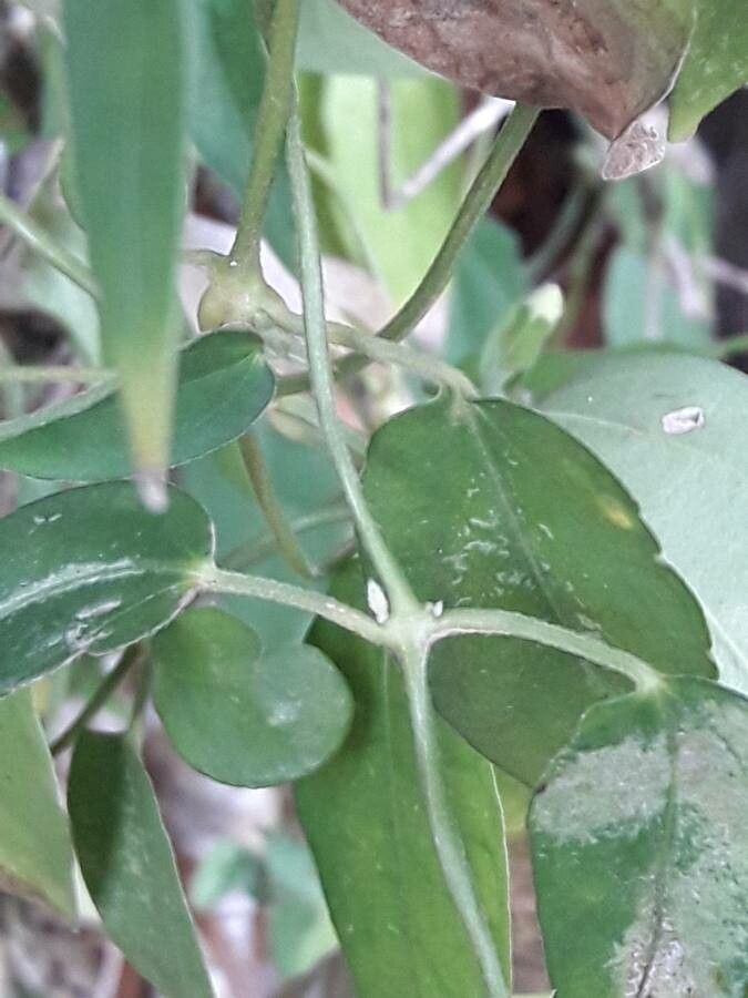 Thunbergia laevis bark