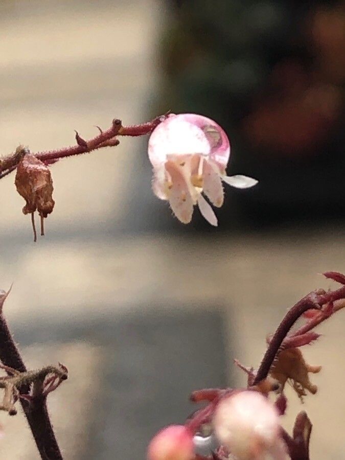 Heuchera rubescens flower