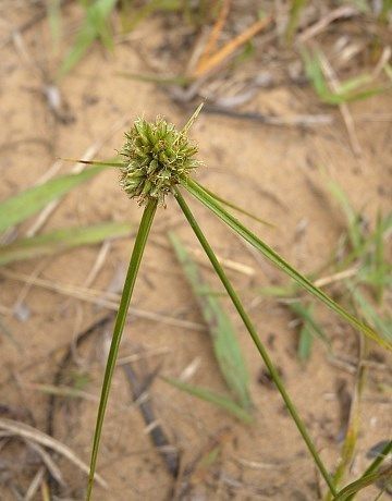 Cyperus lupulinus habit