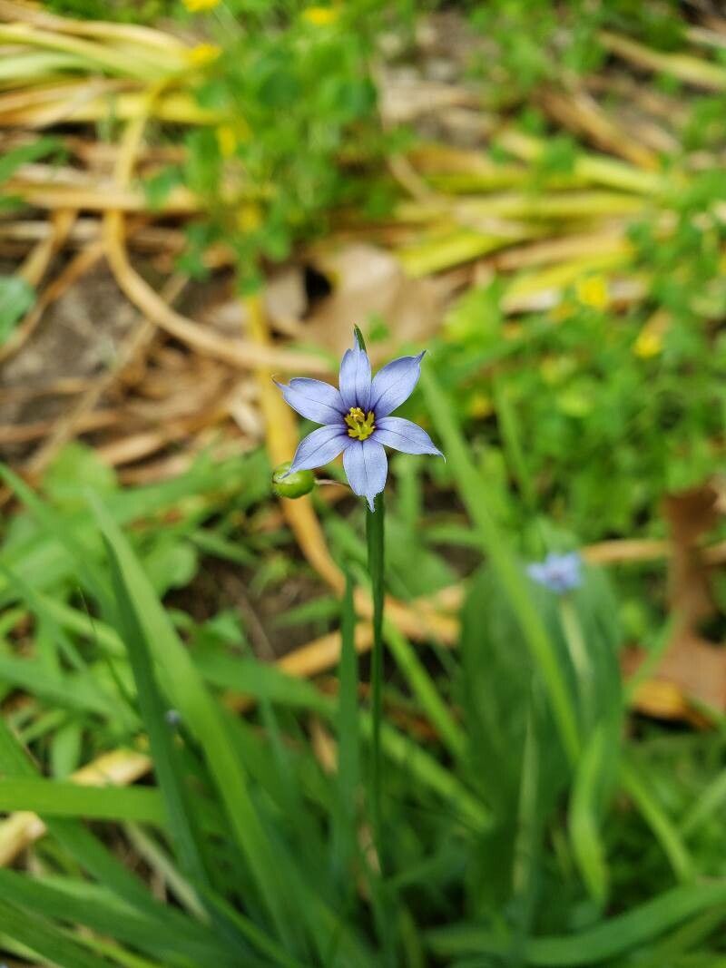 Sisyrinchium angustifolium flower