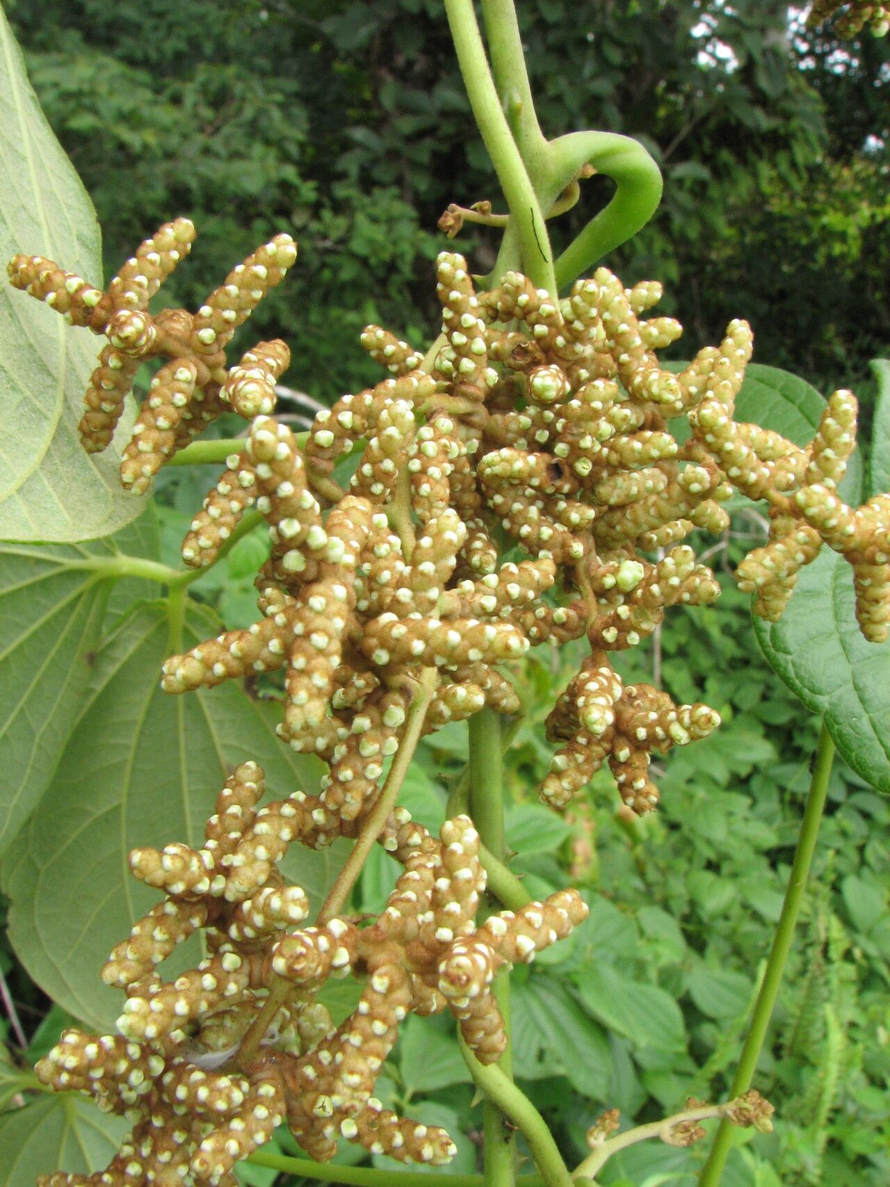 Dioscorea dumetorum flower