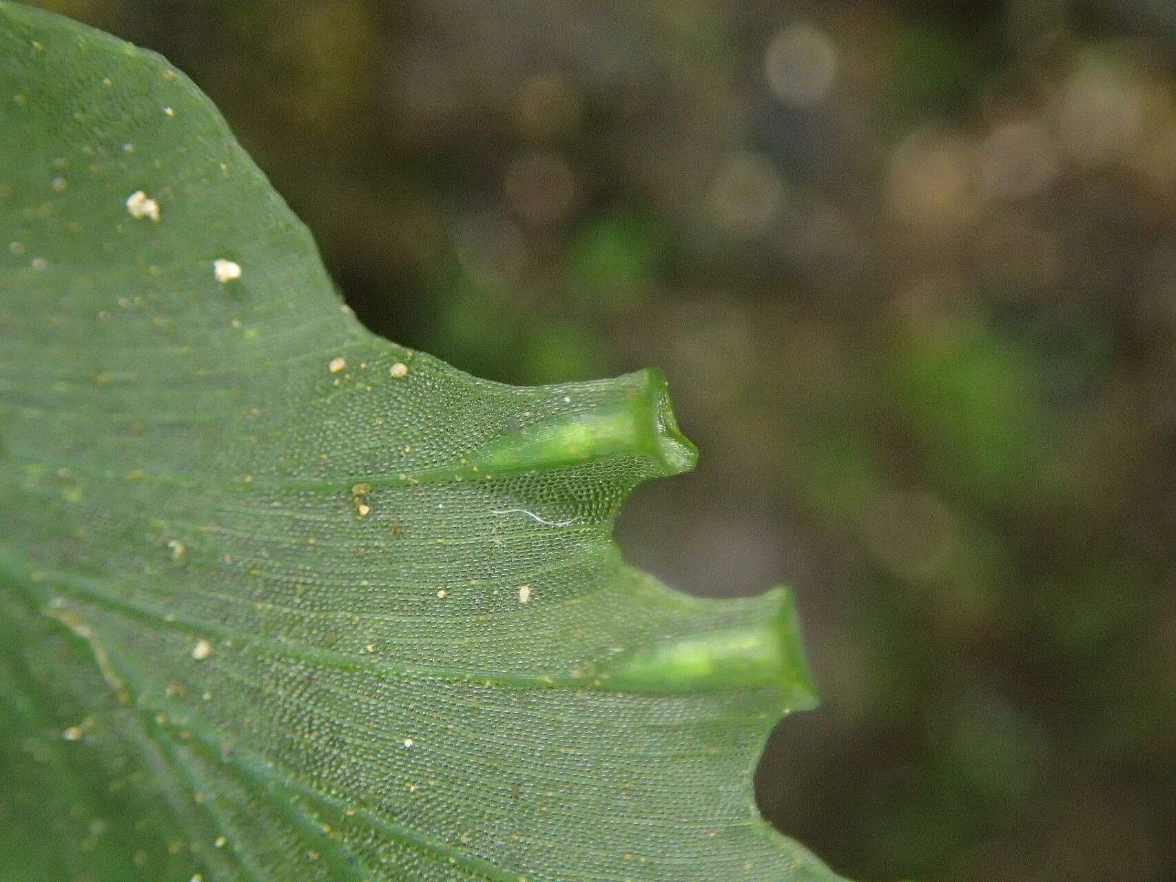 Trichomanes benlii leaf