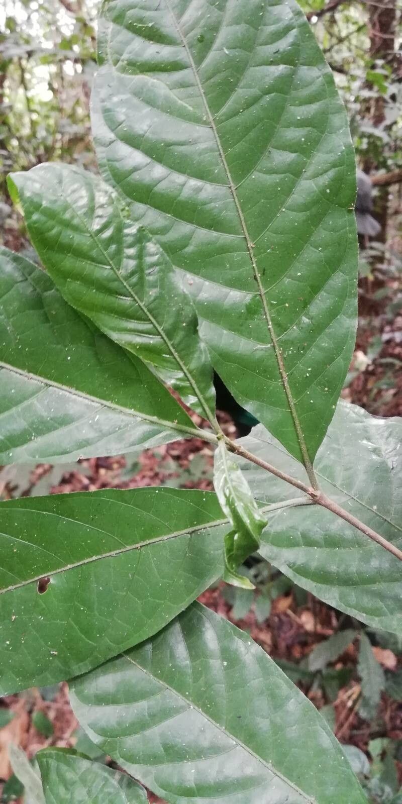 Rothmannia hispida leaf