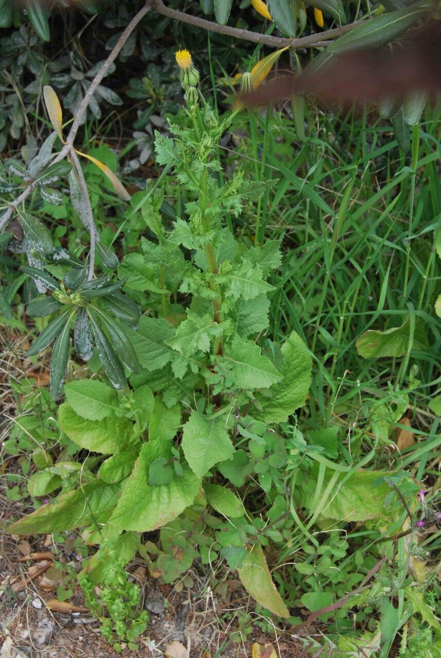 Urospermum picroides leaf