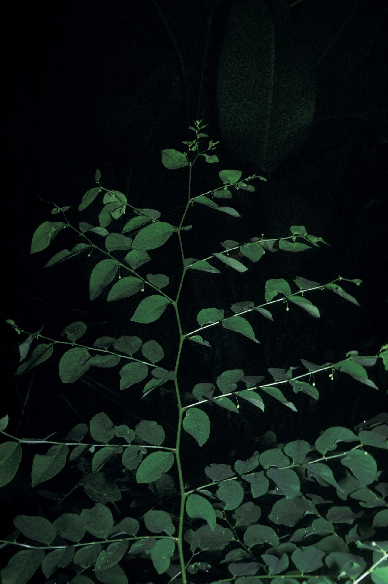 Phyllanthus brasiliensis leaf