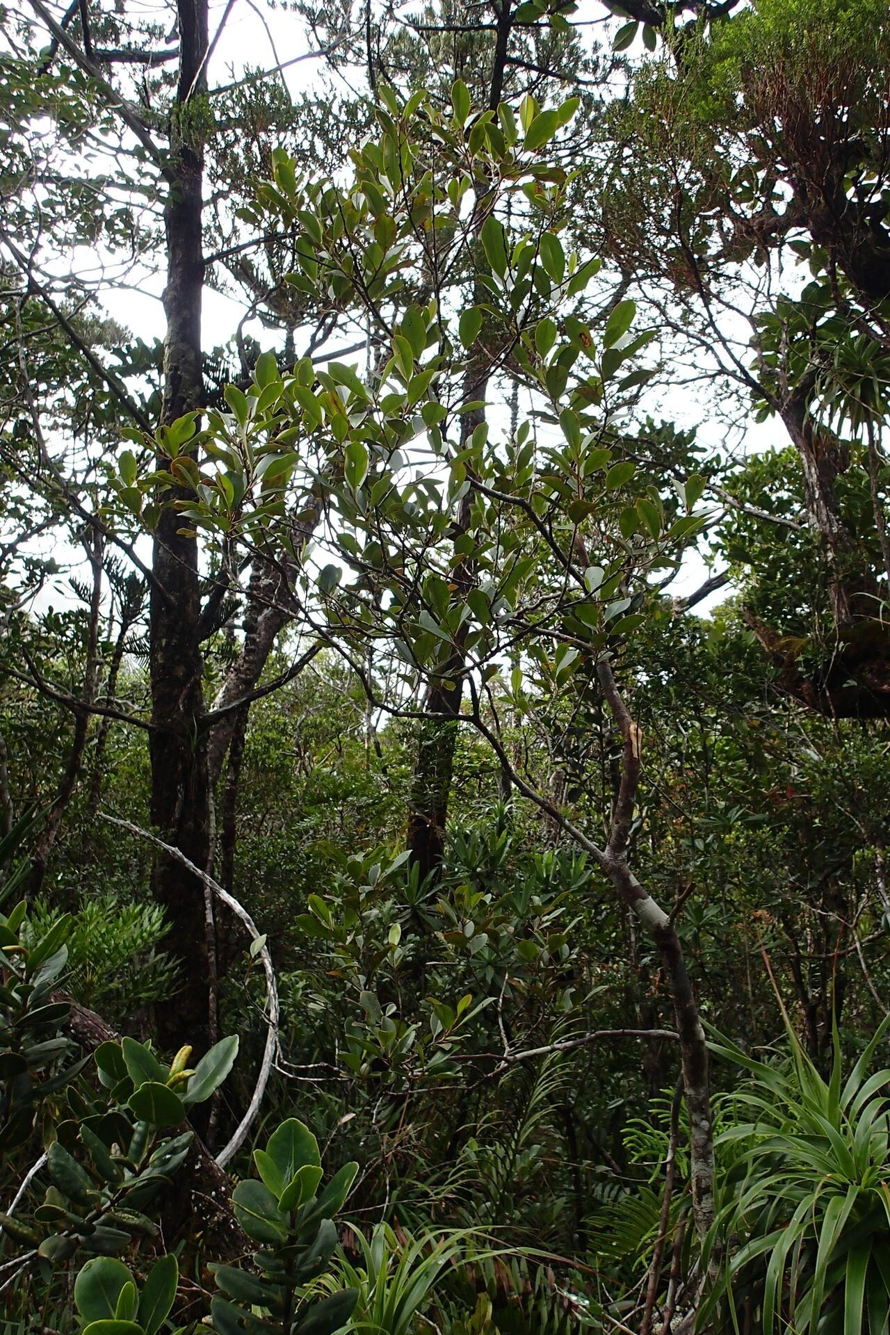 Quintinia sessiliflora habit