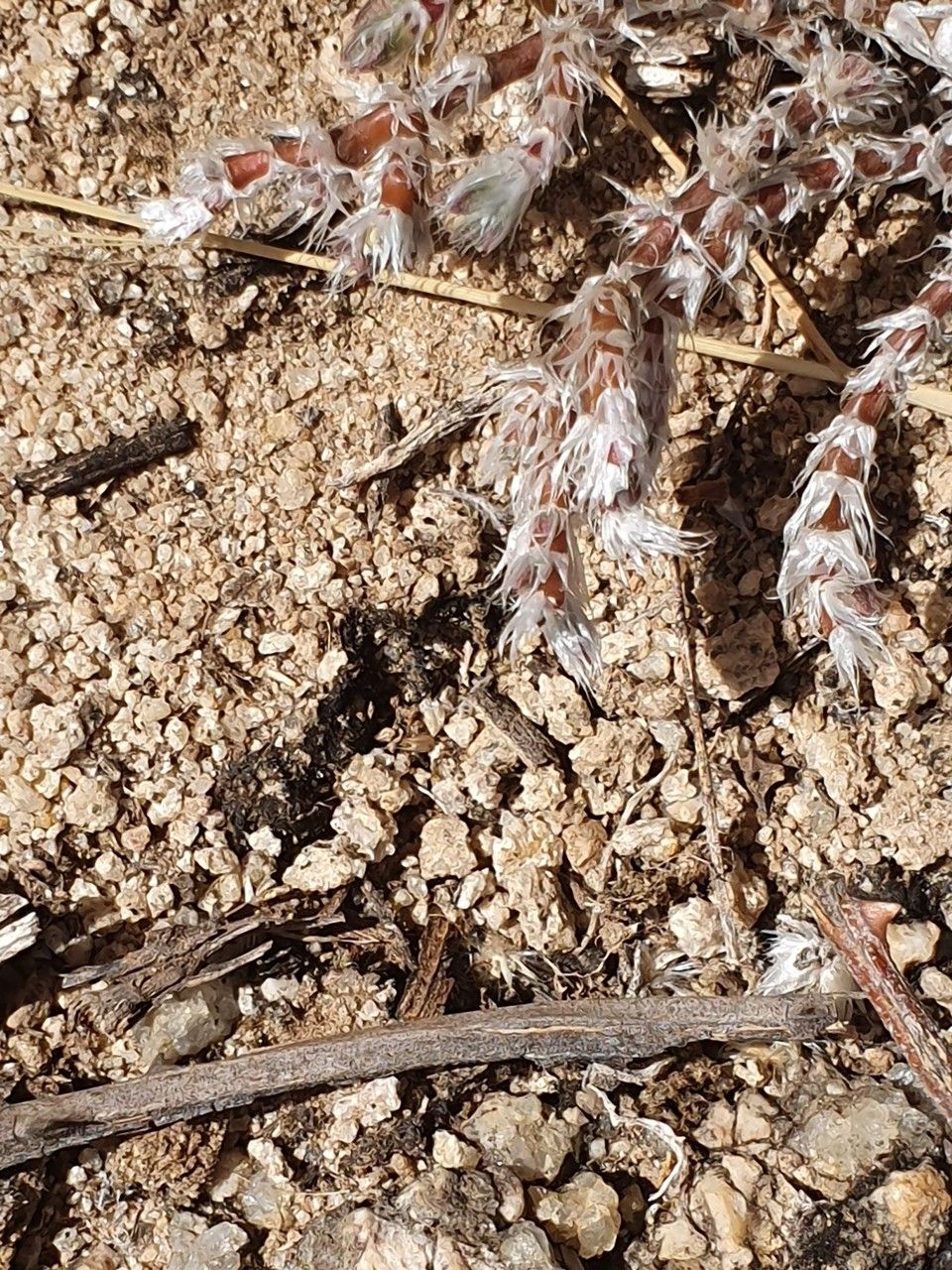 Portulaca wightiana other