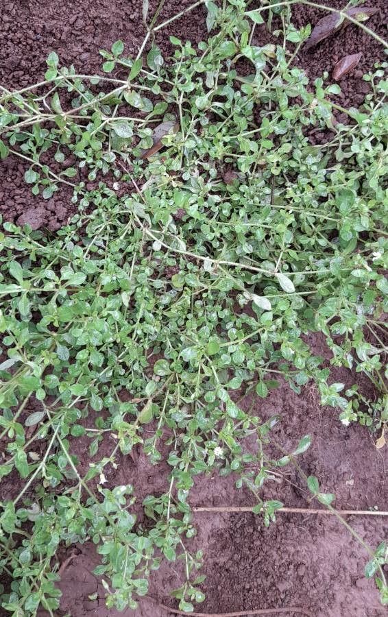 Cerastium rivulariastrum habit