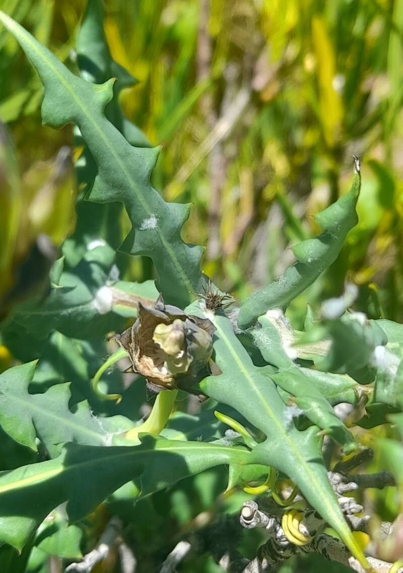 Mutisia retrorsa — houseplant care guide