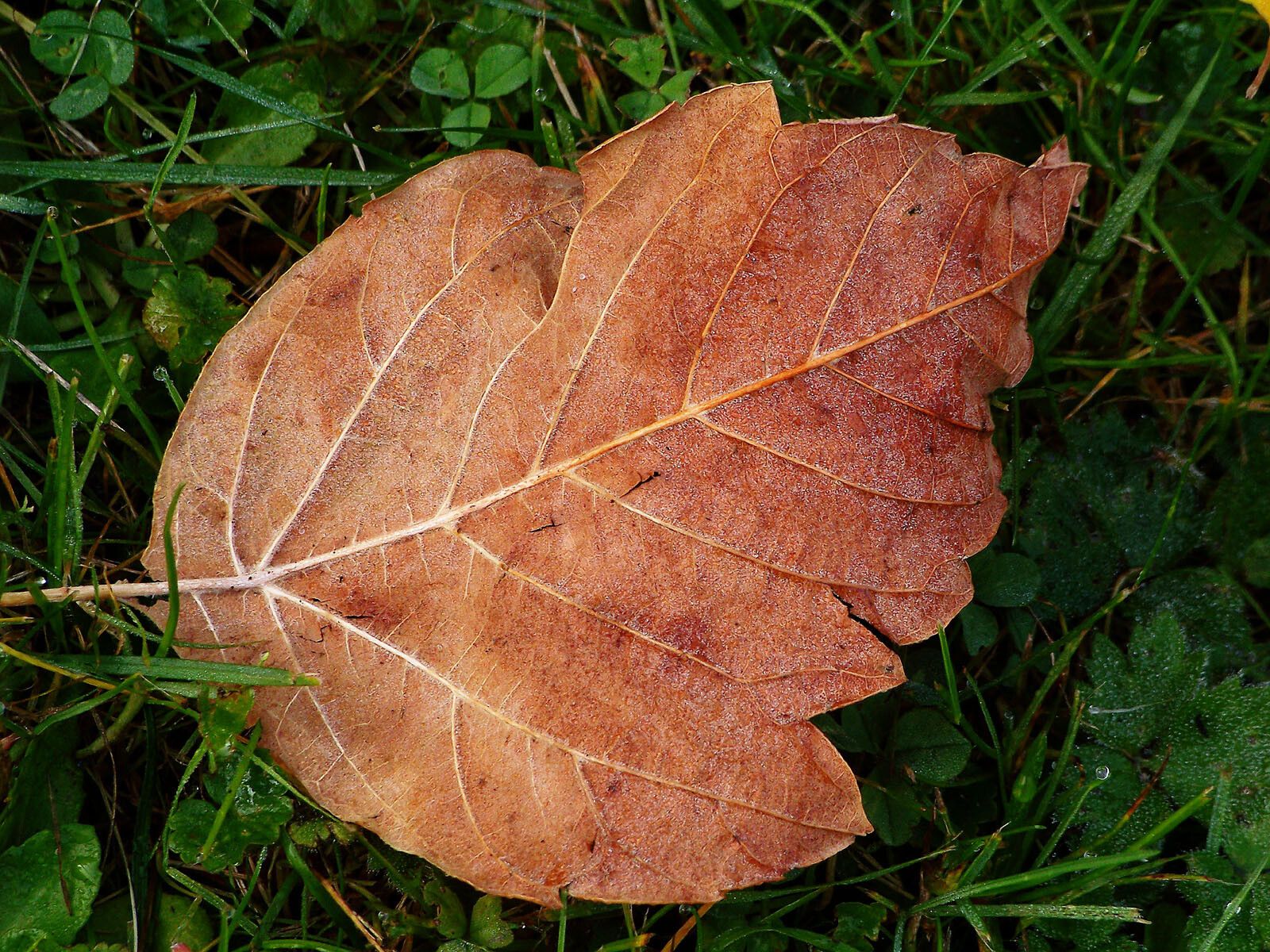 Populus grandidentata — search result for 'Salicaceae'
