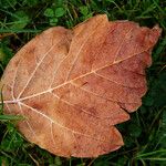 Populus grandidentata
