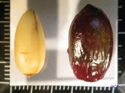 Litsea ripidion fruit