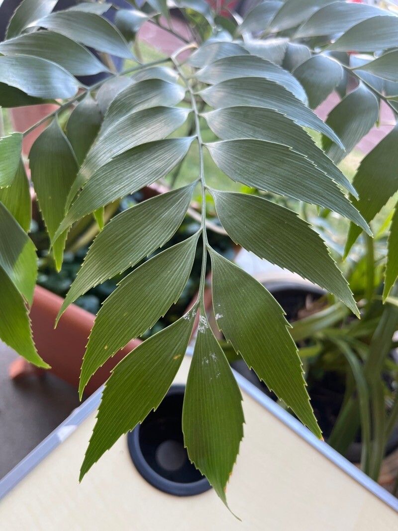 Bowenia serrulata leaf