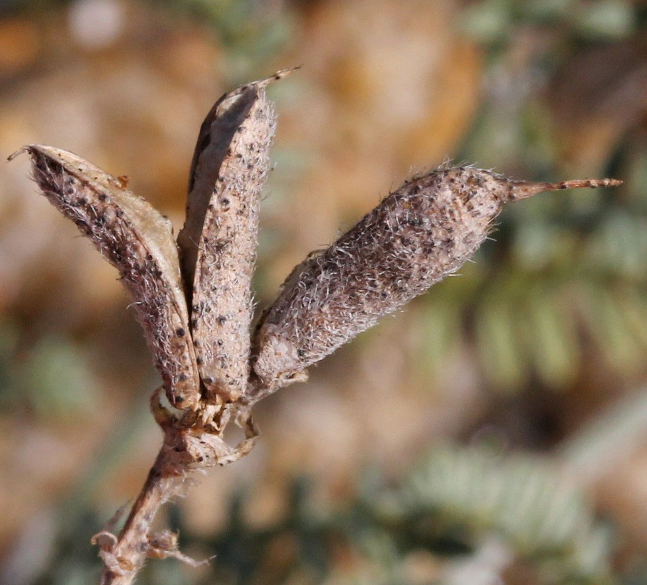 Astragalus baionensis fruit
