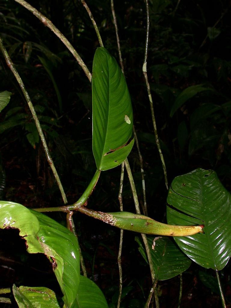 Philodendron alliodorum other