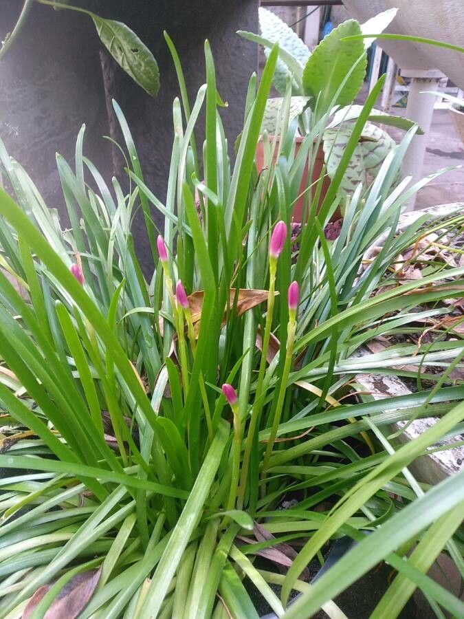 Zephyranthes rosea leaf