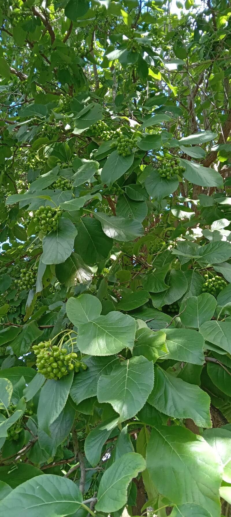 Ehretia macrophylla leaf