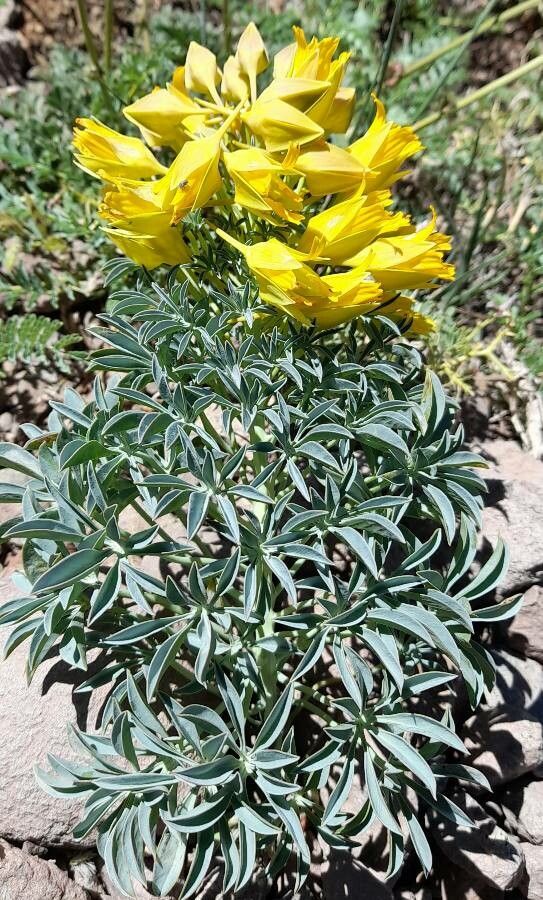 Tropaeolum polyphyllum habit