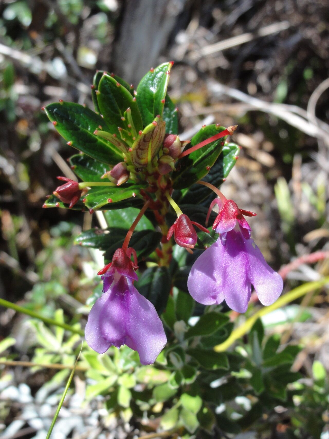 Impatiens marojejyensis — houseplant care guide