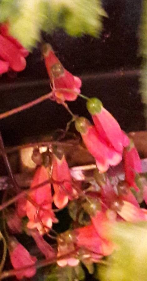 Bryophyllum manginii flower