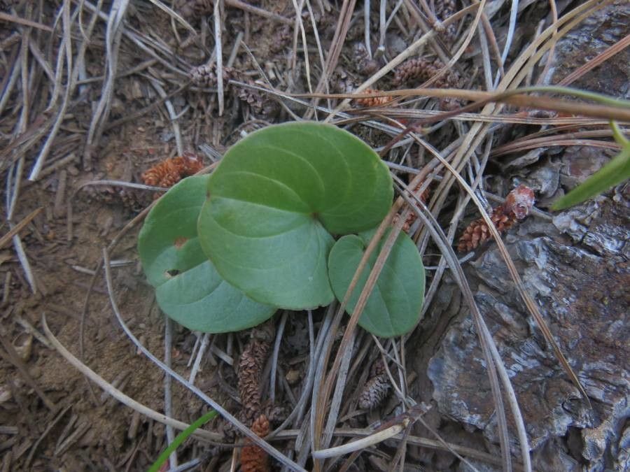 Dioscorea humifusa — search result for 'Dioscorea'