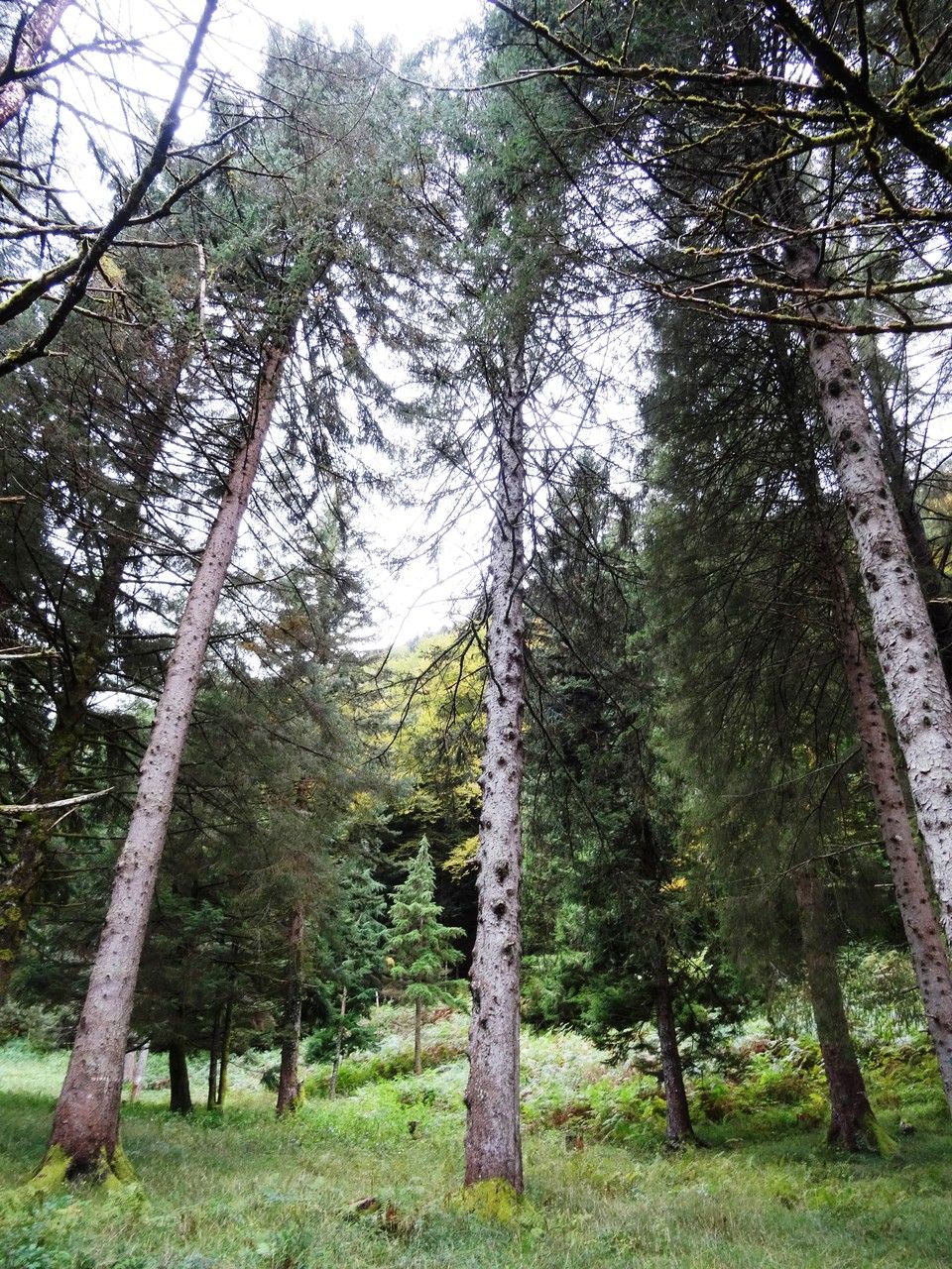 Picea morrisonicola habit