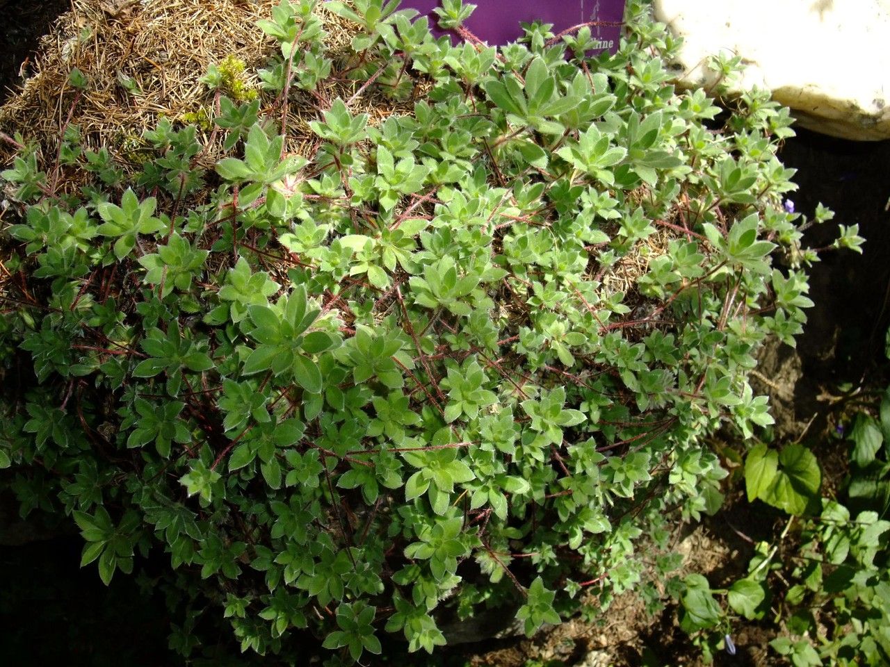 Androsace sarmentosa habit